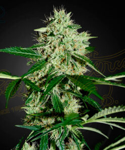 northern light autofiorente