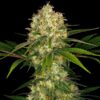 Afghani #1 fem Sensi Seeds