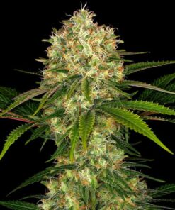 Afghani #1 fem Sensi Seeds