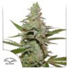 Amsterdam Amnesia fem Dutch Passion