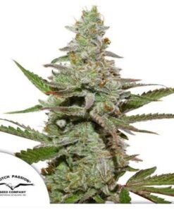 Amsterdam Amnesia fem Dutch Passion