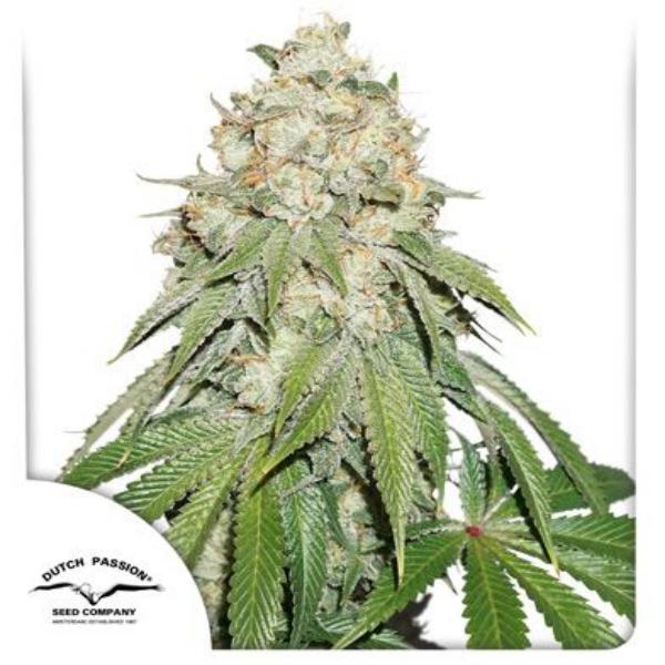 Banana Blaze fem Dutch Passion