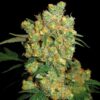 Big Bud fem Sensi Seeds