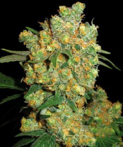 Big Bud fem Sensi Seeds