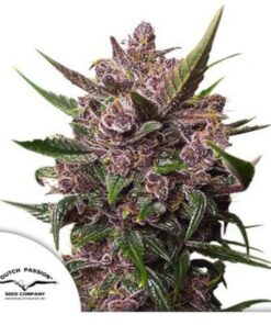 Blackberry Kush auto Dutch Passion