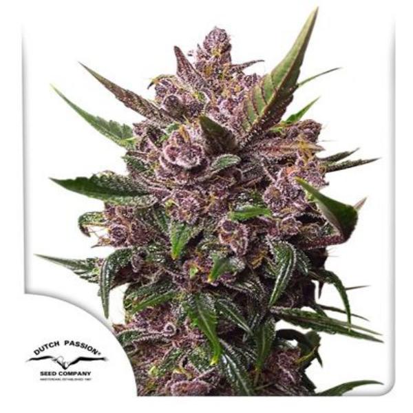 Blackberry Kush auto Dutch Passion