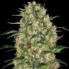 Black Domina fem Sensi Seeds