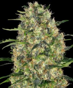 Black Domina fem Sensi Seeds