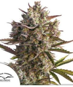 Blueberry auto Dutch Passion