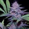 Blue Dreams fem Zoe's Seeds