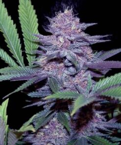 Blue Dreams fem Zoe's Seeds