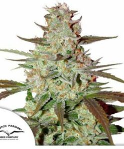 Blue Mazar auto Dutch Passion