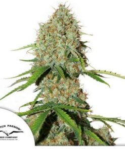 Brooklyn Sunrise auto Dutch Passion