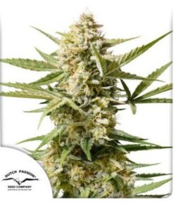 Cinderella Jack auto Dutch Passion