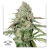 Colorado Cookies auto Dutch Passion