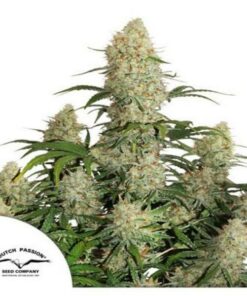 Critical Orange Punch auto Dutch Passion