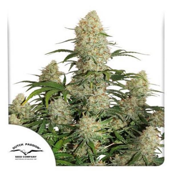 Critical Orange Punch auto Dutch Passion