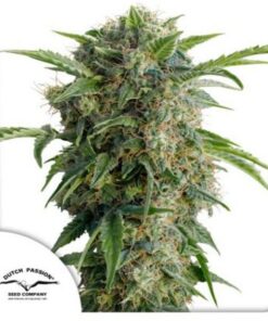 Daiquiri Lime auto Dutch Passion