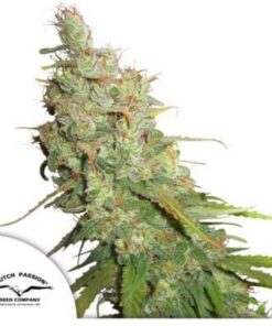 Desfràn auto Dutch Passion