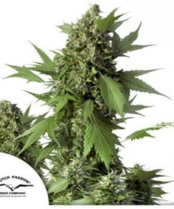 Duck auto Dutch Passion