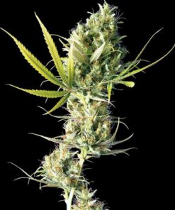 Durban fem Sensi Seeds