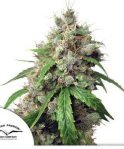 Euforia auto Dutch Passion