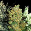 Feminized Mix fem Sensi Seeds