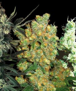 Feminized Mix fem Sensi Seeds