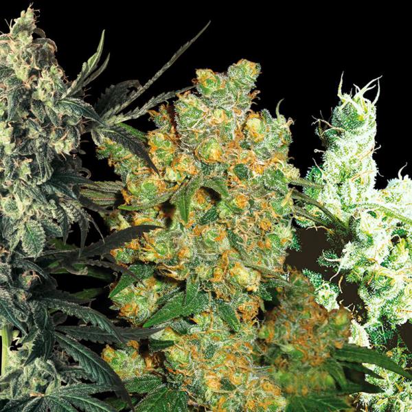 Feminized Mix fem Sensi Seeds