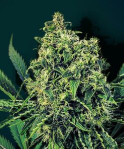 Gelauto Z auto Zoe's Seeds