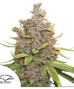 Glueberry OG auto Dutch Passion