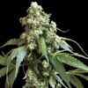 Jack Flash #5 fem Sensi Seeds