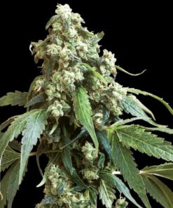 Jack Flash #5 fem Sensi Seeds