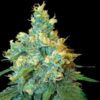 Jack Herer fem Sensi Seeds