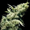 Jamaican Pearl fem Sensi Seeds