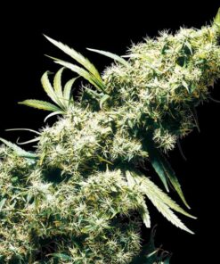 Jamaican Pearl fem Sensi Seeds