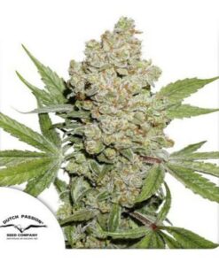 Lemon Kix auto Dutch Passion