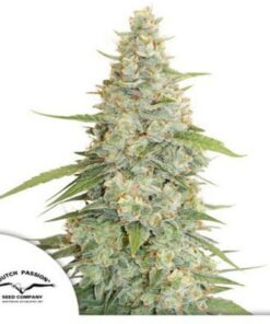 Meringue fem Dutch Passion