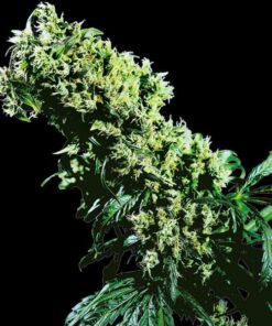 Northern Ligths #5 x Haze fem Sensi Seeds