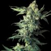 Northern Lights fem Sensi Seeds