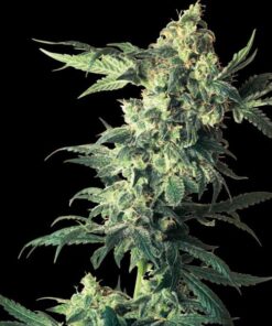 Northern Lights fem Sensi Seeds