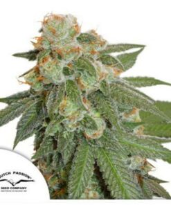 Orange Bud auto Dutch Passion