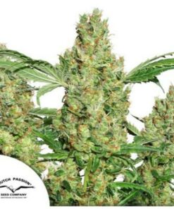 Power Plant fem Dutch Passion