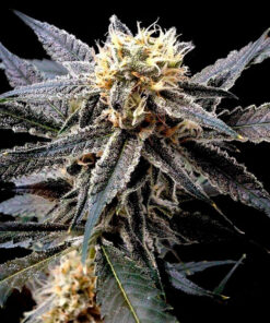 strawberry banana dna genetics