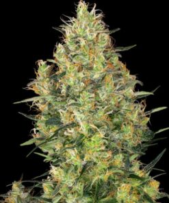 Shiva Skunk fem Sensi Seeds