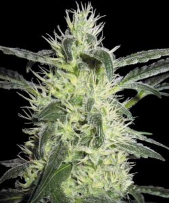Silver Haze fem Sensi Seeds