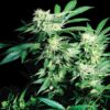 Skunk Kush fem Sensi Seeds