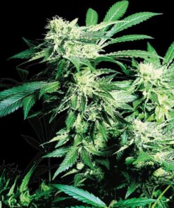 Skunk Kush fem Sensi Seeds