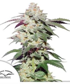 Skywalker Haze fem Dutch Passion