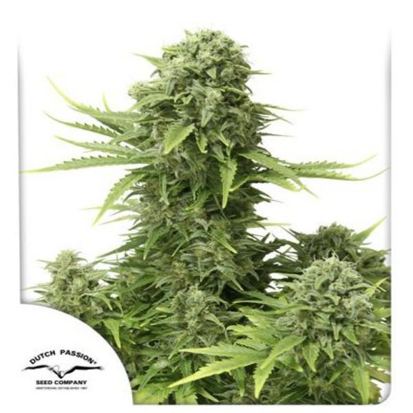 StarRyder auto Dutch Passion